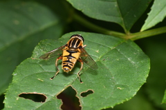 Helophilus pendulus