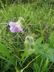 Geranium wlassovianum