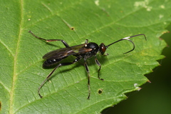 Ichneumonidae