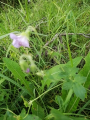 Geranium wlassovianum