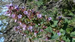 Lobostemon laevigatus