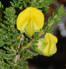 Aspalathus citrina