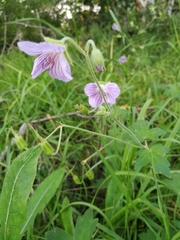Geranium wlassovianum