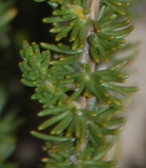 Aspalathus citrina