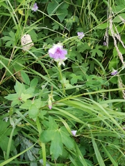 Geranium wlassovianum