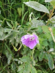 Geranium wlassovianum