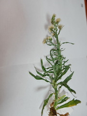 Erigeron bonariensis