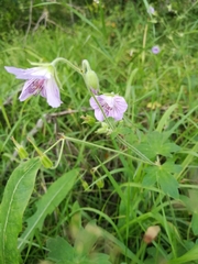 Geranium wlassovianum