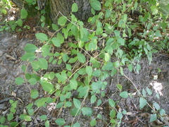 Lonicera caprifolium