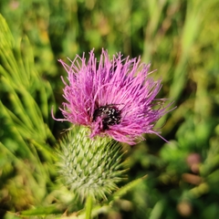 Oxythyrea funesta