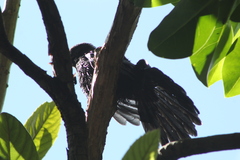 Melanotis caerulescens