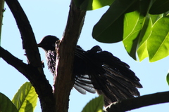 Melanotis caerulescens
