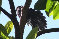 Melanotis caerulescens