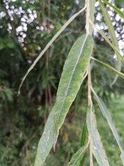 Salix viminalis
