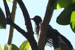 Melanotis caerulescens
