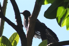 Melanotis caerulescens