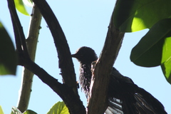 Melanotis caerulescens