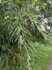 Salix viminalis