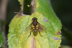 Helophilus pendulus