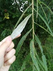 Salix viminalis