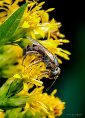 Lasioglossum lineatulum