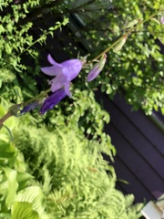 Campanula