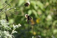 Chioides albofasciatus