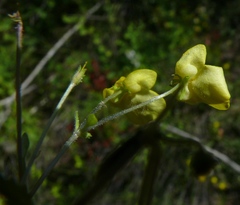 Hemimeris sabulosa