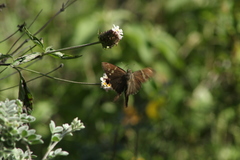Chioides albofasciatus