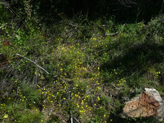 Hemimeris sabulosa
