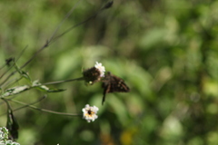 Chioides albofasciatus