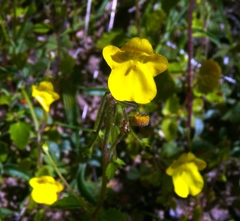 Hemimeris sabulosa