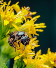 Lasioglossum lineatulum