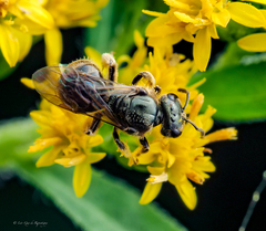 Lasioglossum lineatulum