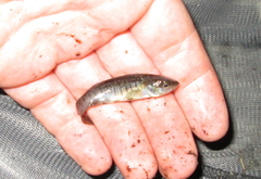 Fundulus confluentus
