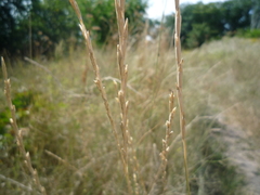 Thinopyrum intermedium intermedium