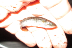 Fundulus confluentus