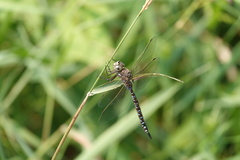 Aeshna interrupta interrupta