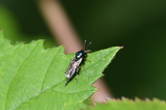 Chalcidoidea