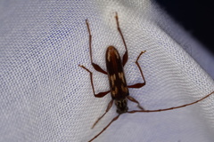Coptocercus rubripes