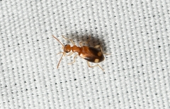 Anthicinae