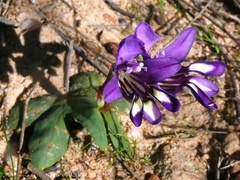 Sparaxis metelerkampiae