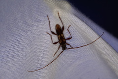 Coptocercus rubripes