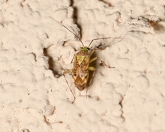 Taedia marmorata
