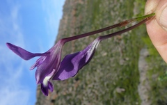 Sparaxis metelerkampiae