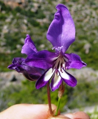 Sparaxis metelerkampiae