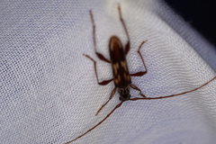 Coptocercus rubripes
