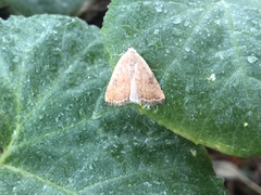 Micrathetis triplex