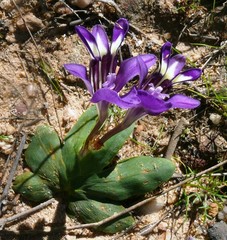 Sparaxis metelerkampiae