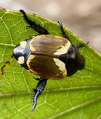 Popillia bipunctata